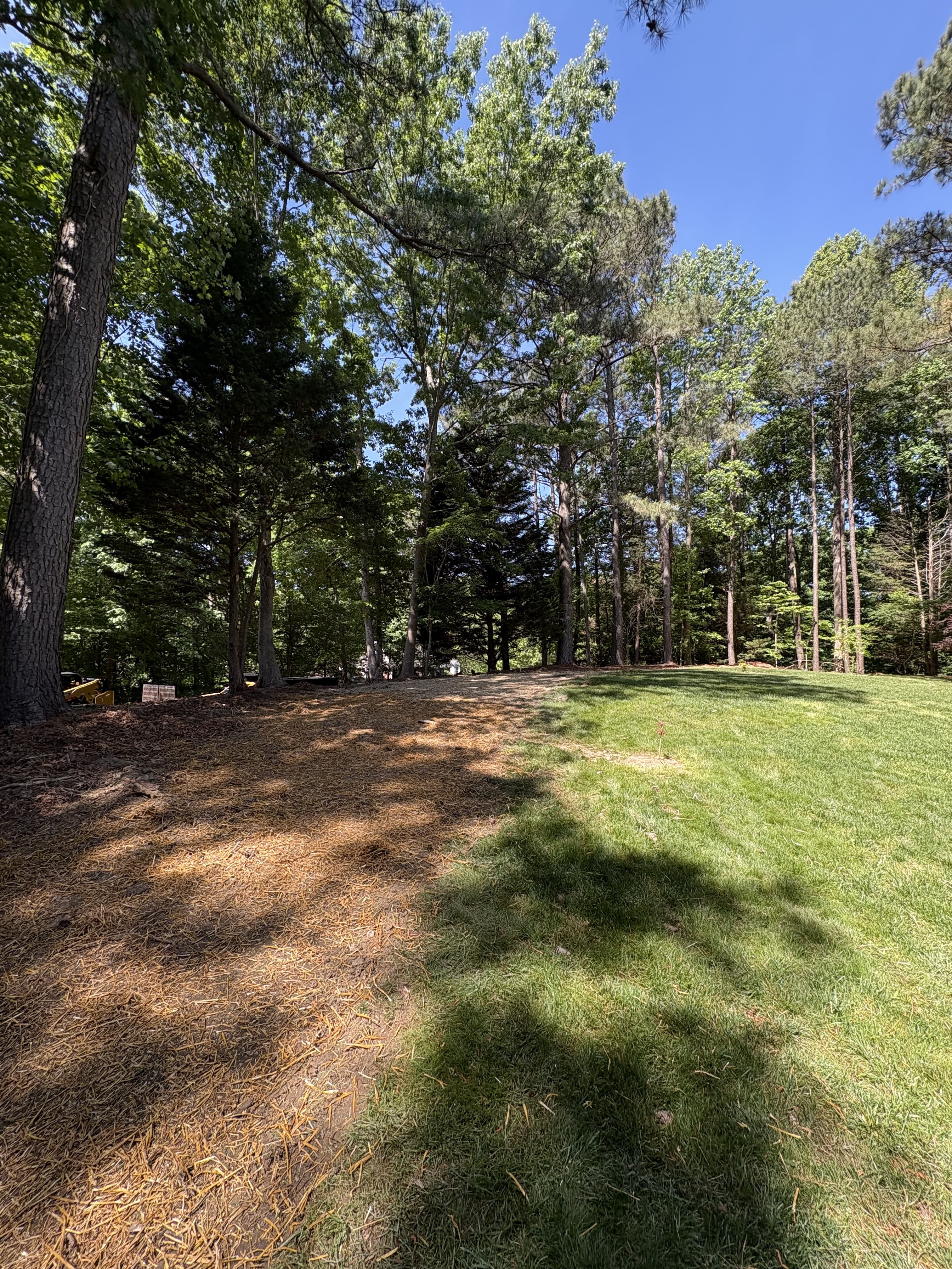 Lush green lawn with shade from tall trees under a clear blue sky in a serene park setting.