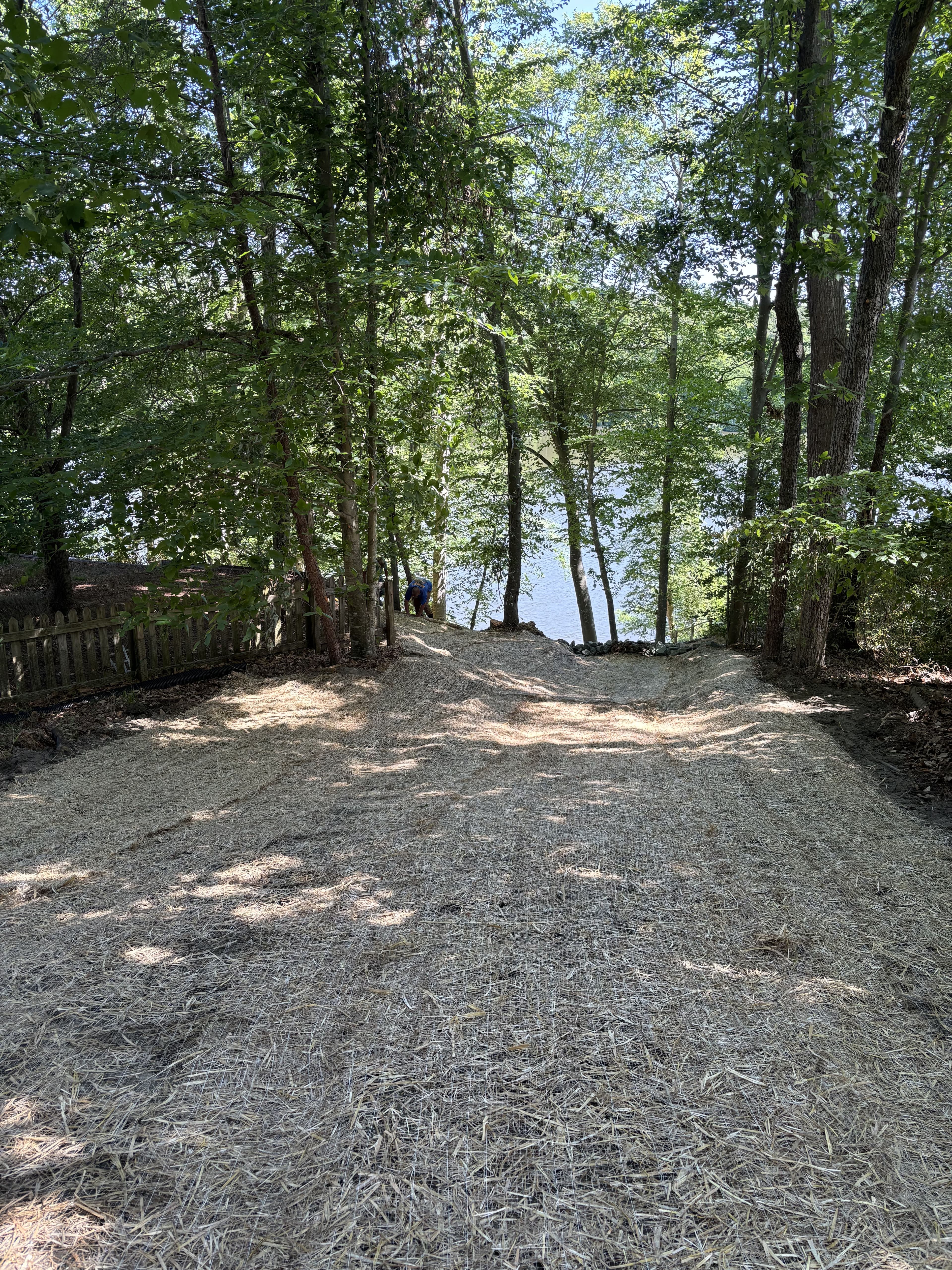Pathway leading to a lake, surrounded by trees and covered in straw for erosion control.