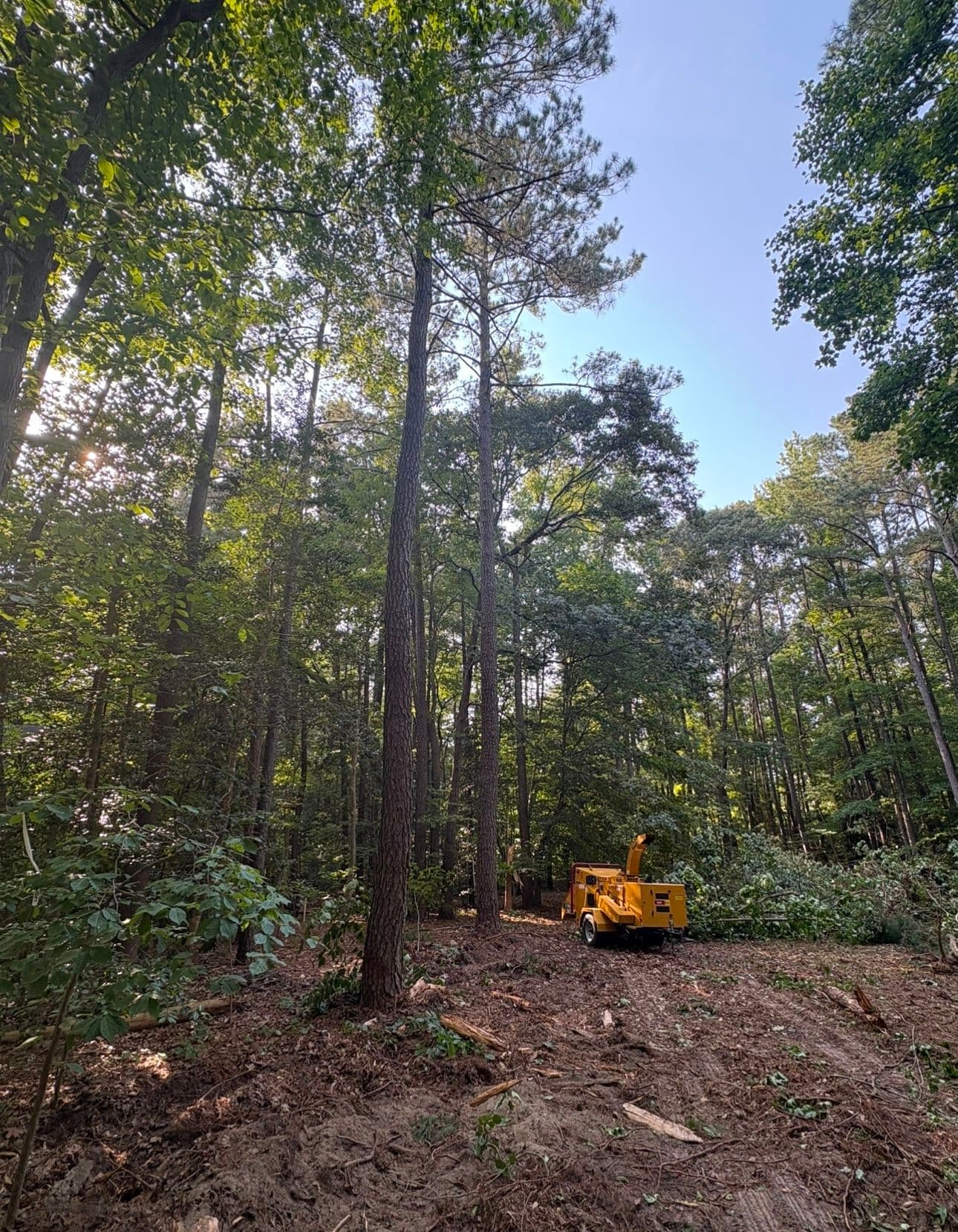 Gallery photos for Transforming Dense Woods into Build-Ready Land: Image #6